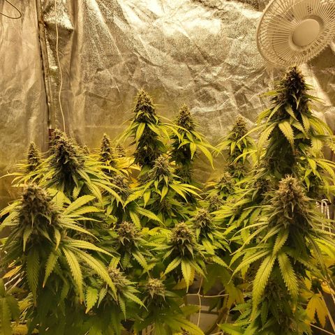 Blue Gelato 41 growlog photo: 😀