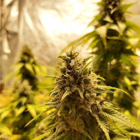 Blue Gelato 41 growlog timeline photo