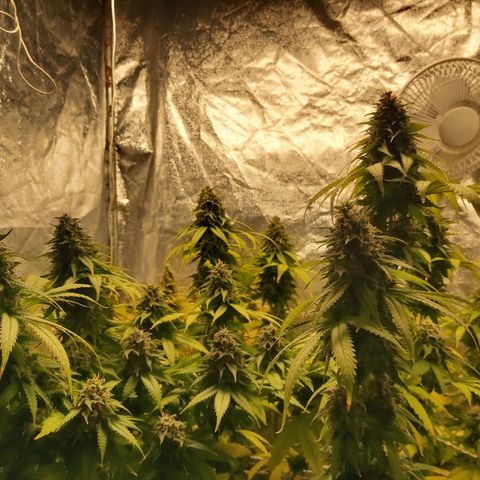 Blue Gelato 41 growlog timeline photo