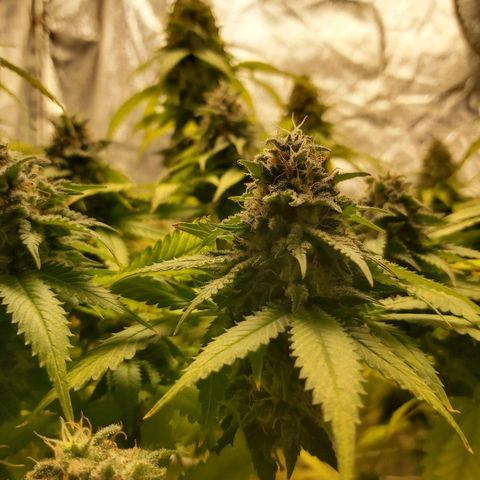 Blue Gelato 41 growlog timeline photo