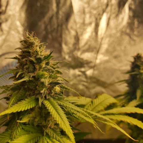 Blue Gelato 41 growlog timeline photo