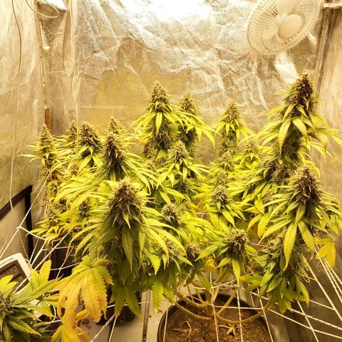 Blue Gelato 41 growlog timeline photo