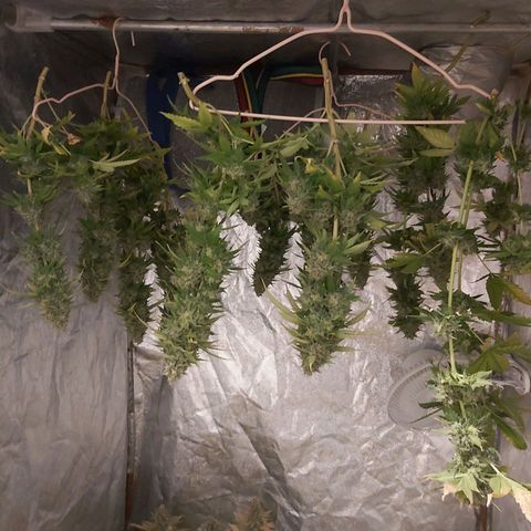 Blue Gelato 41 growlog timeline photo