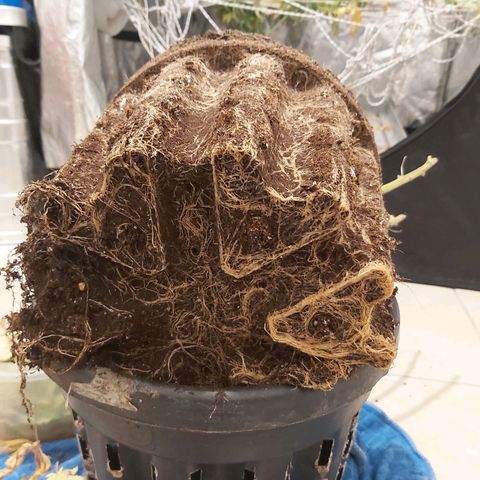 Blue Gelato 41 growlog timeline photo