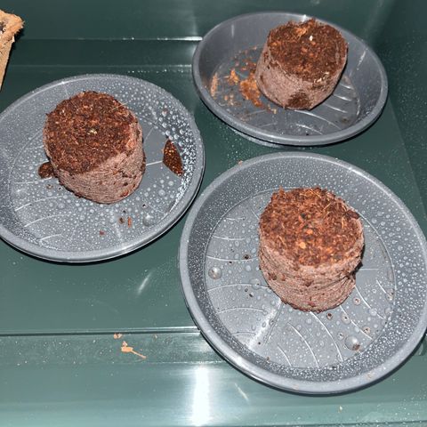 Nordlicht #2 growlog photo: Hinten und Links sind durchgebrochen