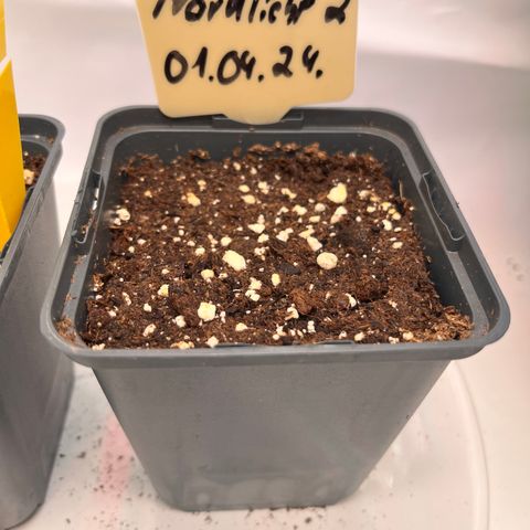 Nordlicht #2 growlog timeline photo