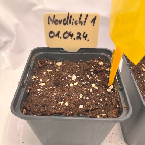 Nordlicht #1 growlog timeline photo