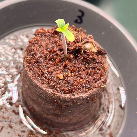 OG Lauterbud growlog photo: 2 hat sich rausgedrückt und musste tiefer eingesetzt werden.
3 wächst super.
1 wächst zur Seite…