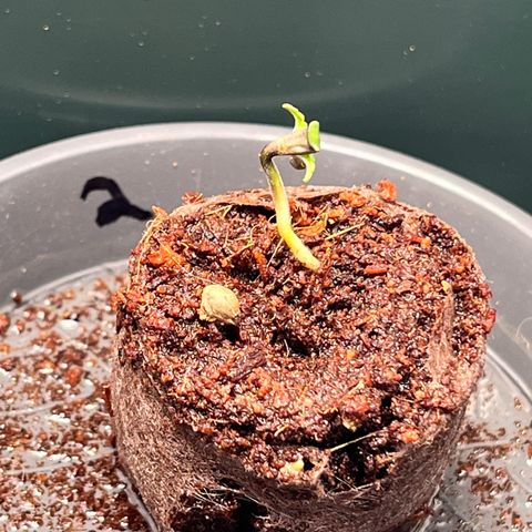 OG Lauterbud growlog photo: 2 hat sich rausgedrückt und musste tiefer eingesetzt werden.
3 wächst super.
1 wächst zur Seite…