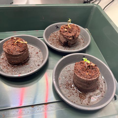 OG Lauterbud growlog photo: 2 hat sich rausgedrückt und musste tiefer eingesetzt werden.
3 wächst super.
1 wächst zur Seite…