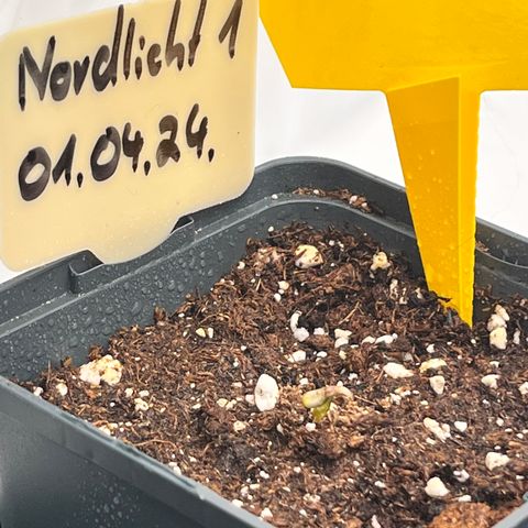 Nordlicht #1 growlog photo: Durchbruch