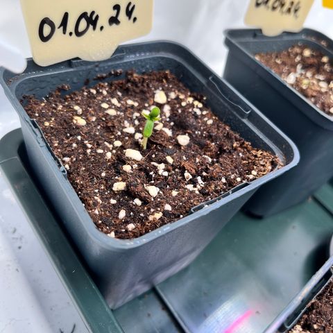 Nordlicht #2 growlog photo: Durchbruch