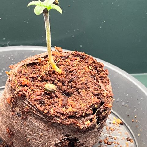 OG Lauterbud growlog photo: Stängel haben sich erholt und wachsen wieder nach oben