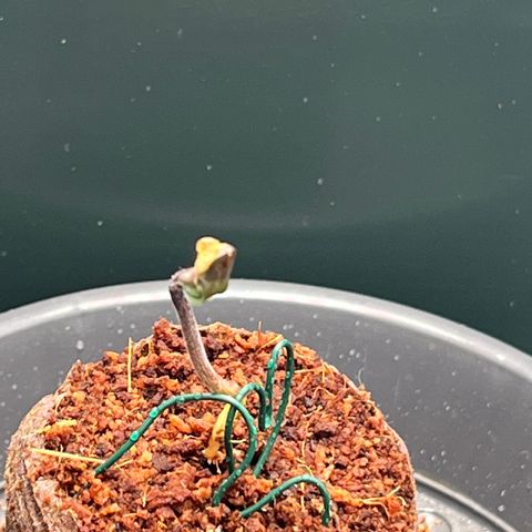 OG Lauterbud growlog photo: Stängel haben sich erholt und wachsen wieder nach oben