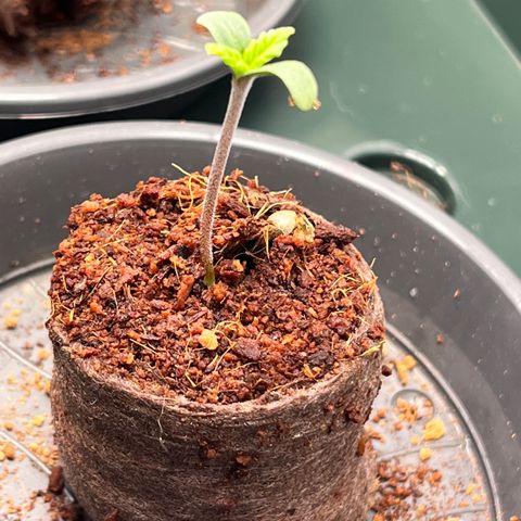 OG Lauterbud growlog photo: Stängel haben sich erholt und wachsen wieder nach oben