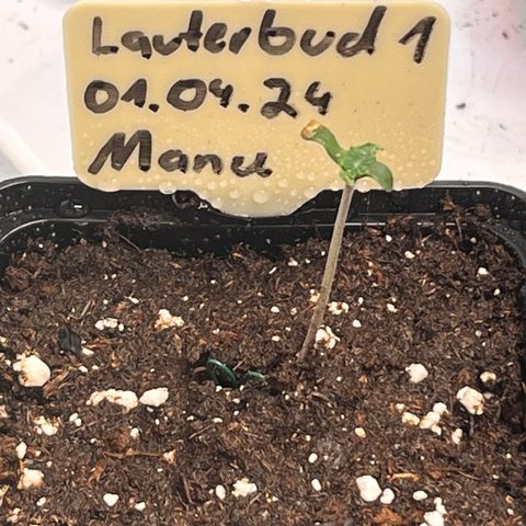 OG Lauterbud growlog timeline photo