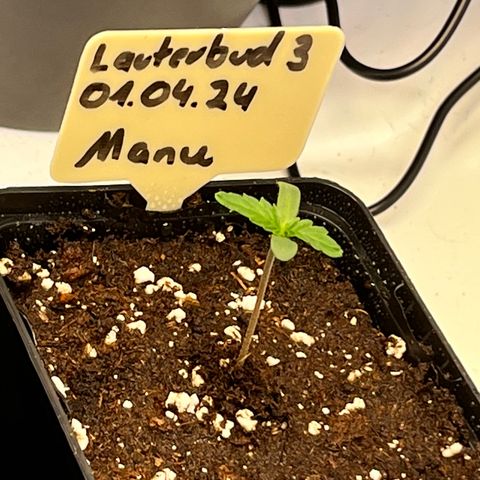 OG Lauterbud growlog timeline photo