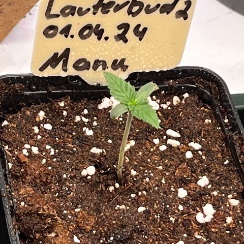 OG Lauterbud growlog timeline photo