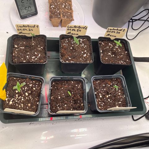 Nordlicht #2 growlog timeline photo