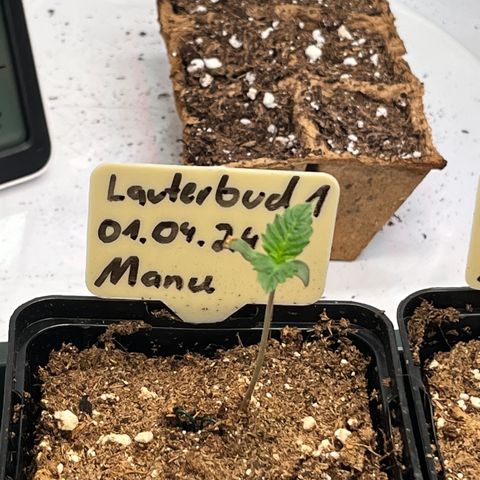 OG Lauterbud growlog timeline photo