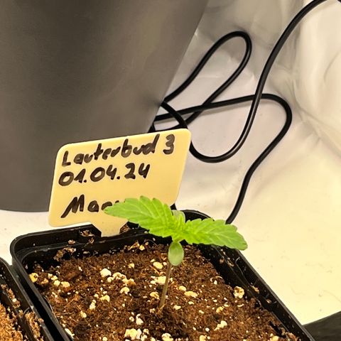 OG Lauterbud growlog timeline photo