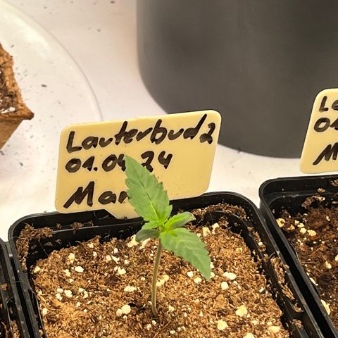 OG Lauterbud growlog timeline photo