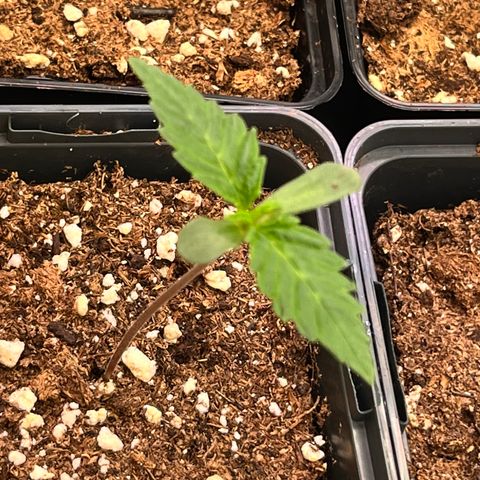 Nordlicht #2 growlog timeline photo