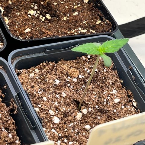 Nordlicht #1 growlog timeline photo