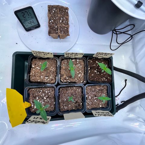 Nordlicht #2 growlog timeline photo