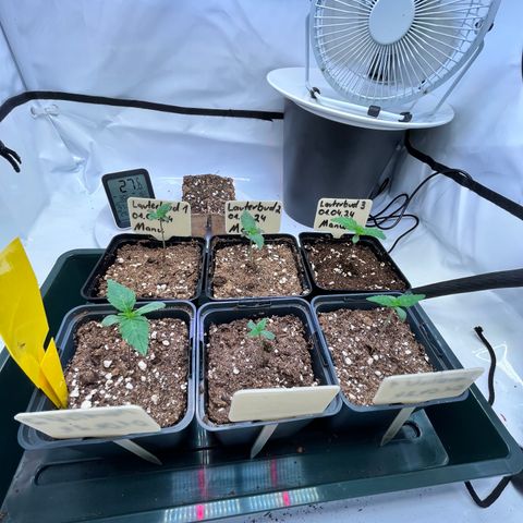 Nordlicht #2 growlog timeline photo