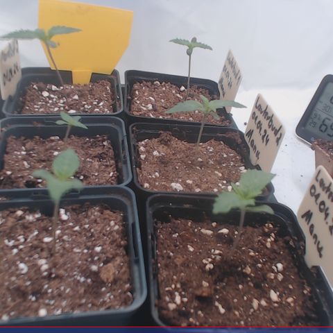Nordlicht #2 growlog photo: Vergleich Morgens / Abends