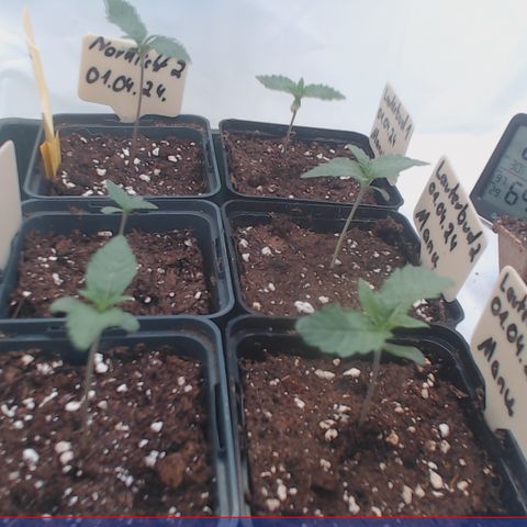 Nordlicht #2 growlog photo: Vergleich Morgens / Abends