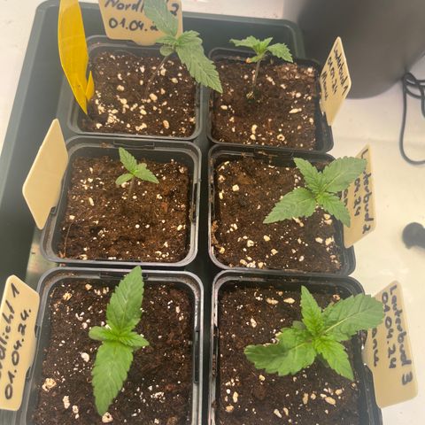Nordlicht #2 growlog photo: Nach dem zu viel Gießen sind die Pflanzen erstmal träge.