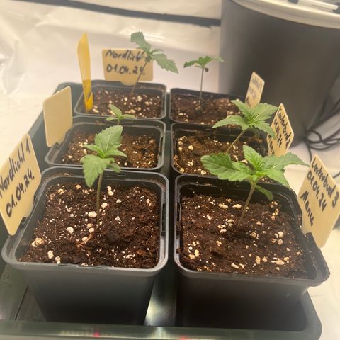 Nordlicht #2 growlog photo: Nach dem zu viel Gießen sind die Pflanzen erstmal träge.