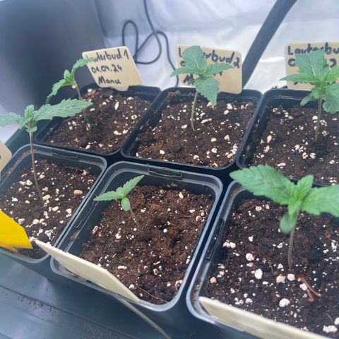 Nordlicht #2 growlog photo: Nach dem zu viel Gießen sind die Pflanzen erstmal träge.