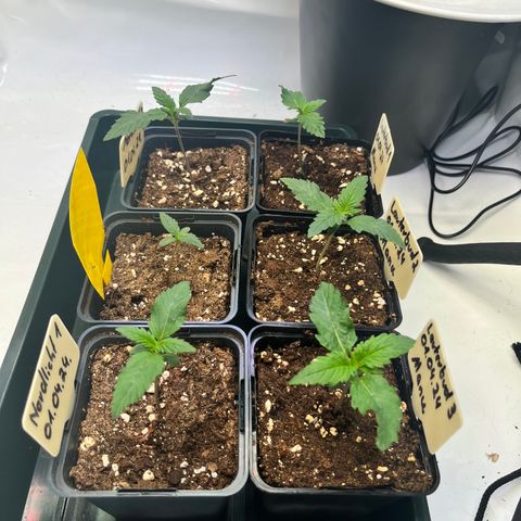 Nordlicht #2 growlog photo: Blätter weiterhin etwas wellig. Lampe auf 20% gedrosselt und Abstand erhöht auf 45cm. ~280ppfd