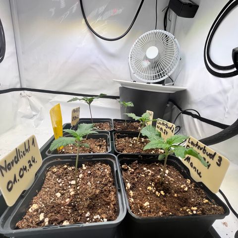 Nordlicht #2 growlog photo: Blätter weiterhin etwas wellig. Lampe auf 20% gedrosselt und Abstand erhöht auf 45cm. ~280ppfd