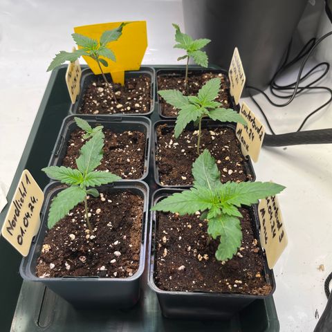 Nordlicht #2 growlog photo: Fotos nach dem Gießen 