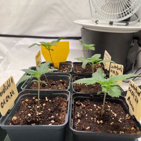 Nordlicht #2 growlog photo: Fotos nach dem Gießen 