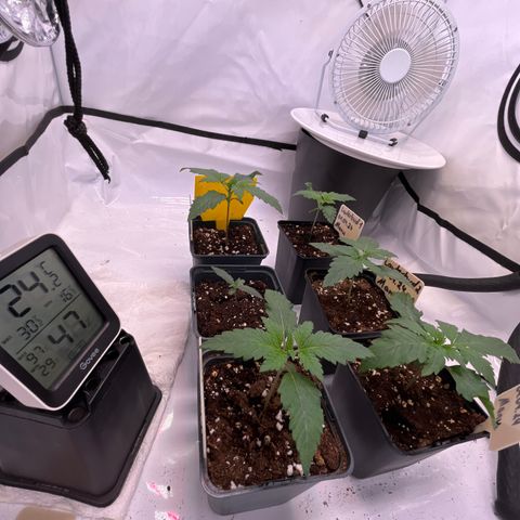 Nordlicht #2 growlog photo: Nasses Handtuch ausgelegt zur Erhöhung der RLF