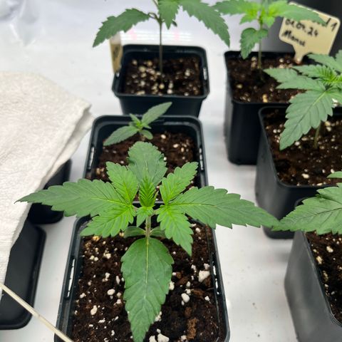 Nordlicht #2 growlog timeline photo