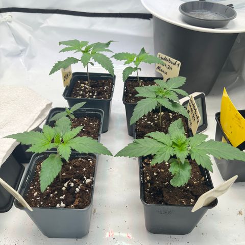 Nordlicht #2 growlog timeline photo