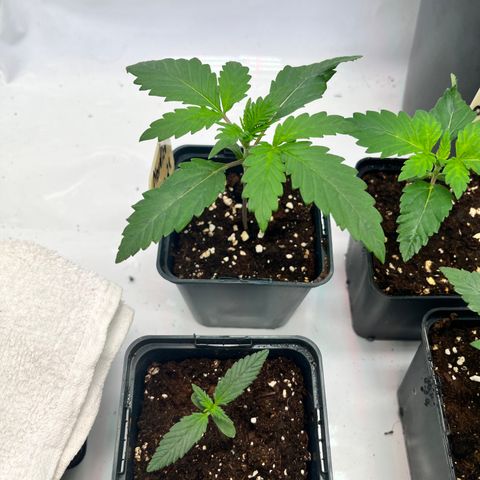 Nordlicht #2 growlog timeline photo