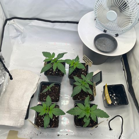 Nordlicht #2 growlog timeline photo