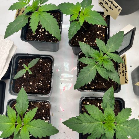 Nordlicht #2 growlog timeline photo