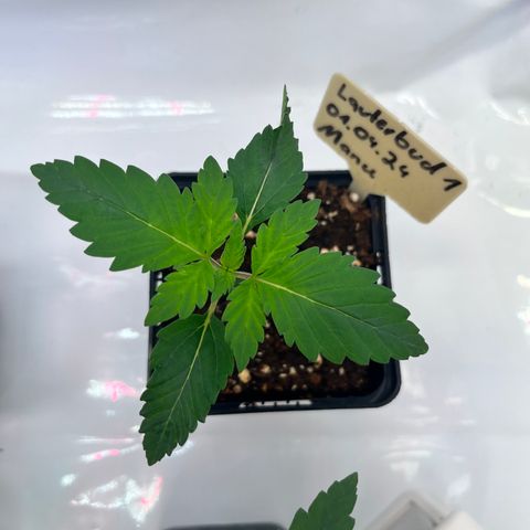 OG Lauterbud growlog photo: Die neuen Blattpaare sind leicht gelblich. Sieht aber alles gesund aus.