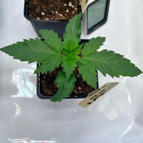 OG Lauterbud growlog photo: Die neuen Blattpaare sind leicht gelblich. Sieht aber alles gesund aus.
