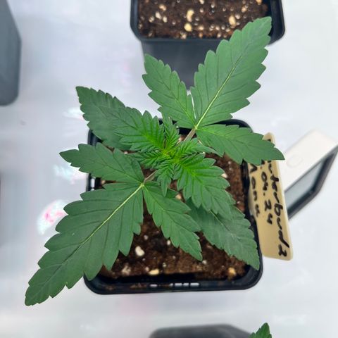 OG Lauterbud growlog photo: Die neuen Blattpaare sind leicht gelblich. Sieht aber alles gesund aus.