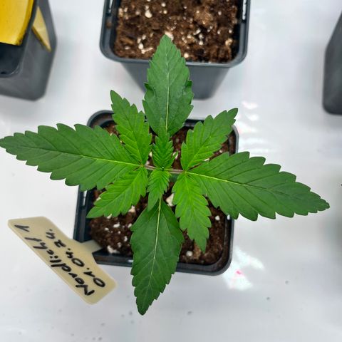 Nordlicht #1 growlog photo: Prächtige neue Blätter