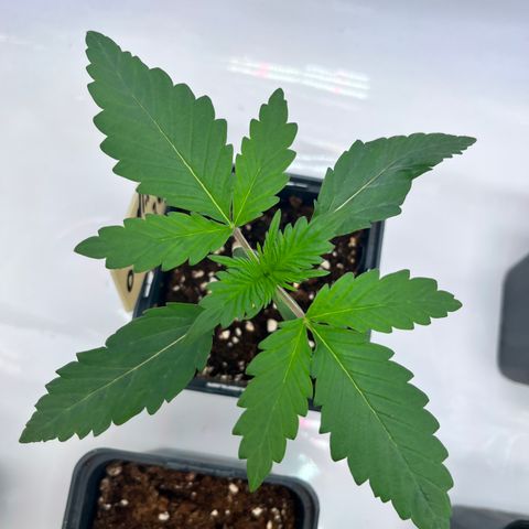 Nordlicht #2 growlog photo: Wächst prächtig.